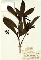 藏品(長柱山丹屬)的圖片